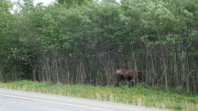 Moose on the Glenn highway