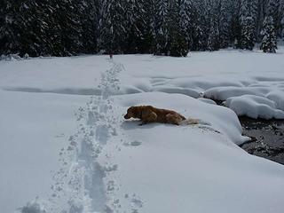 Snow is deep - a struggle for Gus