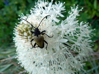 bear grass beetle