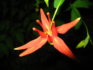 last-flower