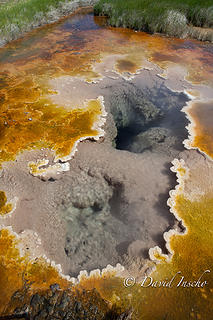 Borax hot spring, algae & mineral crust.