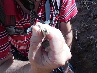 Tiny horned lizard