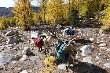 near Crazy Man Pass