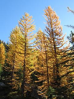 Carne Basin larch