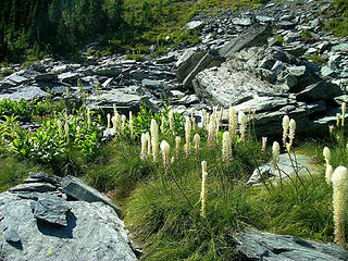 Beargrass blooming in September?