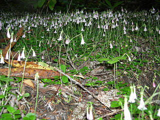 Wildflowers at 3400 ft/4.25 mi