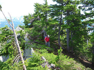 Thick krumholtz on Treen's summit ridge