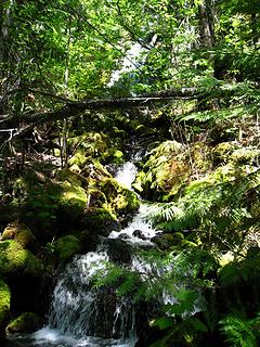 creek along the ross lake trail