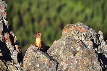 Another view of the suspected Pine Marten.