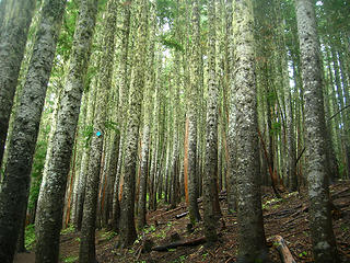 It's a beautiful forest below the volcano