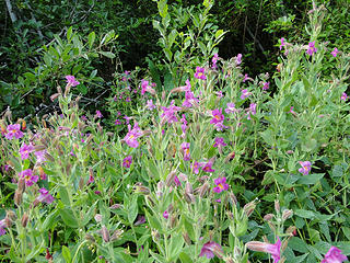 Flowers on Glacier Basin trail.