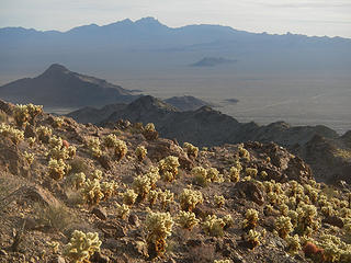 cholla