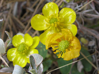 Buttercups