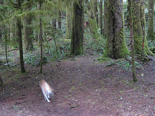 At the campsite - Sadie scopes out the perimeter