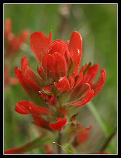 Indian Paintbrush