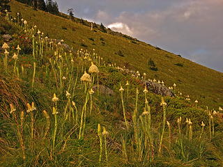 upper hillside.jpg