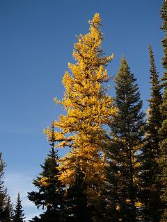 Larch on Bethel Ridge.