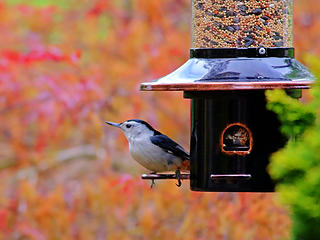 19- White-breasted Nuthatch