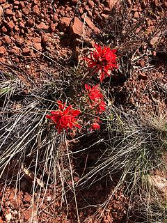 Red Rock Secret Mountain Wilderness, Sedona 4/15/19