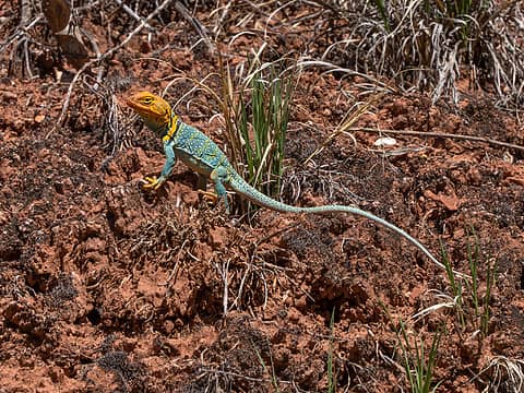 The second Green Collared Lizard I saw on this trip