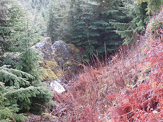 It is hard to show in these photos, but there are several long (tens of meters), deep (meters), wide (meters) fissures that parallel the upper ridge of Anderson Mountain. These impressive fissures are called sackungen ( singular is 'sackung':) and are not uncommon in [url=https://washingtonlandscape.blogspot.com/search?q=Sackung]Western Washington's formerly glaciated foothills[/url], including on Blue Mountain west of the Twin Sisters, High Divide west of Welcome Pass,  south side of Goat Mountain ( Nooksack one), and many other places. We would notice them more if our " jungle" didn't obscure  them. Others are evident on the northeast side of upper Steamboat Rock in the Grand Coulee area. The sackungen on Anderson were probably formed after continental ice- which buried by about two thousand feet  the entire mass of Anderson Mountain- melted. The relaxation of confining pressure particularly from the sides facing the flanking valleys east and west resulted in the lateral gravitational sagging  of the uppermost part of the mountain in elongated fractures parallel to the long axis.  It's just a theory, and one that I happen to agree with :). However, prior glaciation is not always required to form [url=https://www.researchgate.net/publication/259400247_Criteria_for_Determining_the_Seismic_Significance_of_Sackungen_and_Other_Scarplike_Landforms_in_Mountainous_Regions]sackungen[/url], and similar-looking features of different origin can be found in both prior-glaciated and never-glaciated areas. Find lots of images on Google under the heading [i:c96d393015]sackungen.[/i:c96d393015]