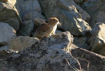 Pika