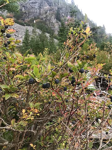 Huckleberries at Cumberland Pass