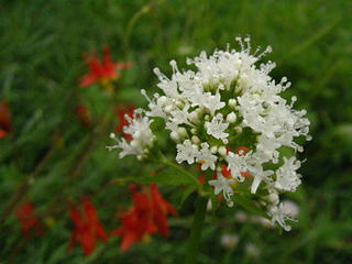 Sitka valerian