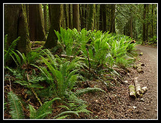 Bright Ferns