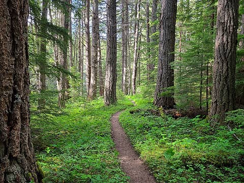 Light dappled forest