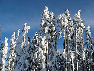 Tall sugar-plum trees