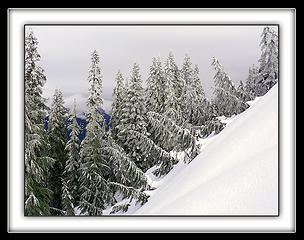 Frosty Tree Family, it appears that the younger trees are heading down slope for some unknown reason. Hummm!t, 2.14.08.