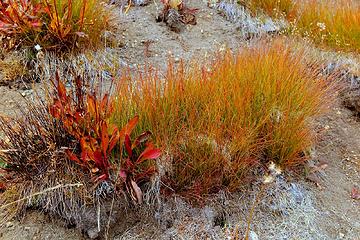 Some more pretty grass along the way