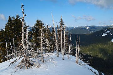 Cool snags atop the true summit