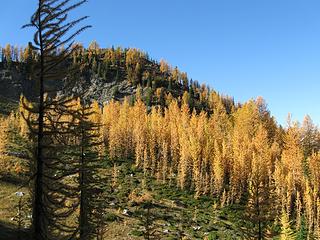 Carne Basin larch