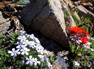 Phlox and Paintbrush