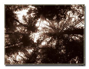 Skyward in fog