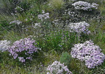 Phlox