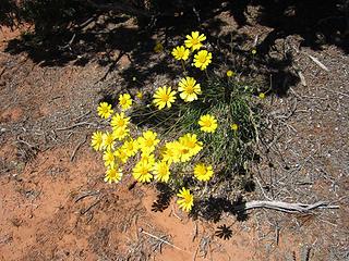 Yellow aster?