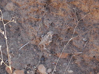 Tiny horned lizard