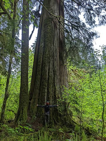 Some trees were 12+' in diameter. I've never seen any this large in King county before.