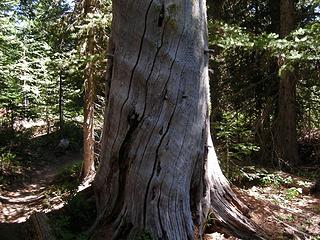 Wavy barked tree