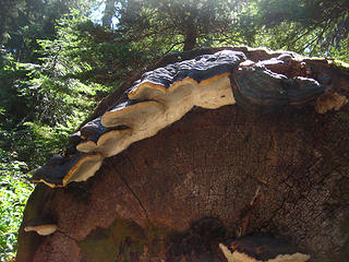 Fungus and worms near Saddle Lake