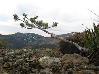 Tree with Earl Peak in the background