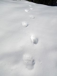 Bear Tracks