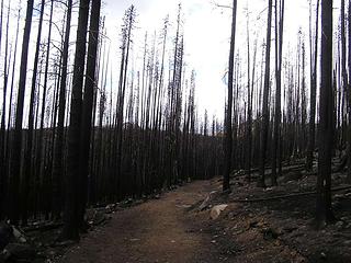 Trail through the burn