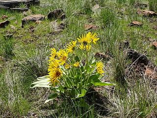 Balsam root.