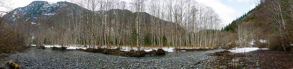 the trees take a stand in the river