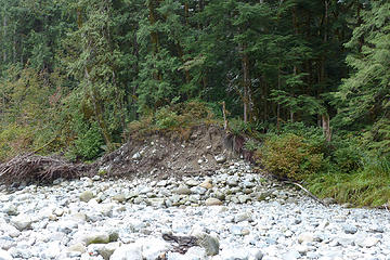 Old Middle Fork railroad grade prism at the bank of the Taylor River