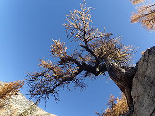 This larch was one of the highlights of the trip.